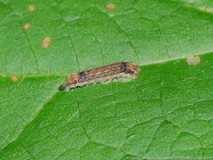 Acoloithus falsarius
