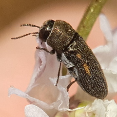 Acmaeoderini