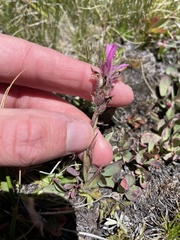 Castilleja lemmonii