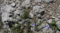 Linum lewisii