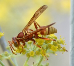 Polistes dorsalis californicus