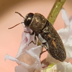 Acmaeoderini