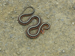 Thamnophis sirtalis concinnus