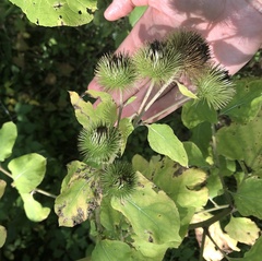 Arctium lappa