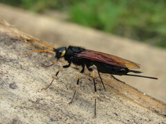 Urocerus californicus