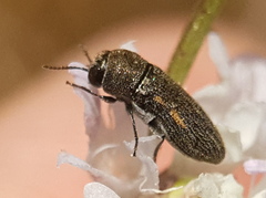 Acmaeoderini
