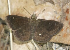 Bolla eusebius