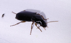 Harpalus