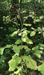Arctium lappa