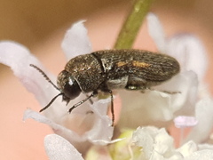Acmaeoderini
