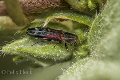 Agrilus lautuelliformis