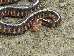 Thamnophis sirtalis concinnus