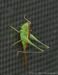 Odontoxiphidium apterum