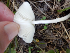 Lepiota rubrotinctoides