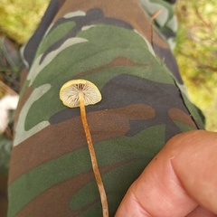 Protostropharia semiglobata