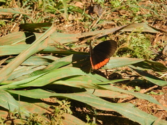Biblis hyperia