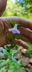 Mimulus alatus