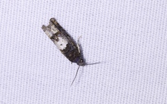 Eucosma parmatana