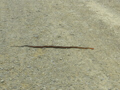 Thamnophis sirtalis concinnus