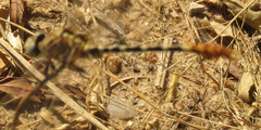 Erpetogomphus compositus