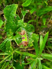 Acharia stimulea