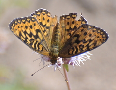 Speyeria egleis
