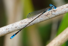 Nehalennia pallidula