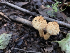 Pholiota squarrosa