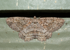 Neoalcis californiaria