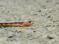 Thamnophis sirtalis concinnus