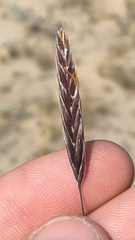 Bromus pumpellianus