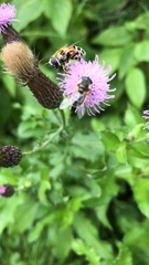Eristalis stipator
