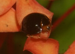 Chilocorus nigritus