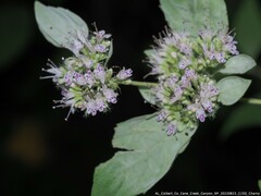 Pycnanthemum incanum