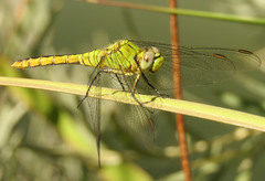 Erythemis collocata