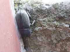 Dorcus parallelipipedus