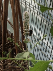Bombus terrestris