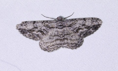 Anavitrinella pampinaria