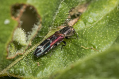 Agrilus lautuelliformis