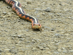 Thamnophis sirtalis concinnus