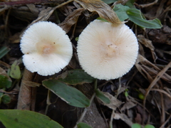 Lepiota rubrotinctoides
