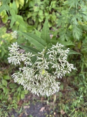 Eupatorium sessilifolium