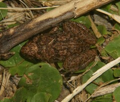 Eleutherodactylus planirostris