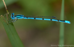 Enallagma doubledayi