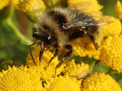 Bombus