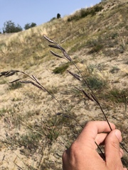 Bromus pumpellianus