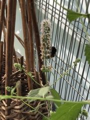 Bombus terrestris