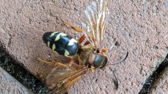 Sphecius speciosus