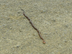 Thamnophis sirtalis concinnus