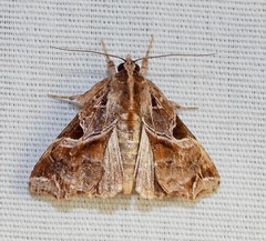 Callopistria floridensis